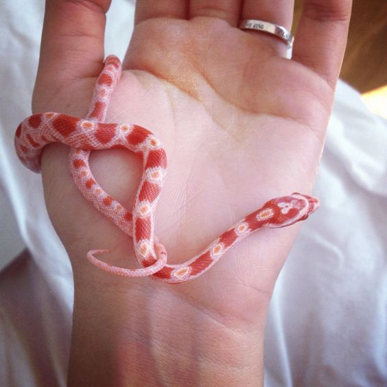 a hand holding a tiny snake in it's palm