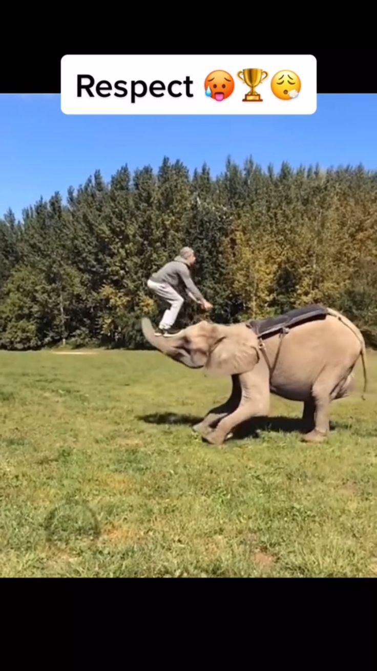 an elephant that is standing in the grass with a man on it's back