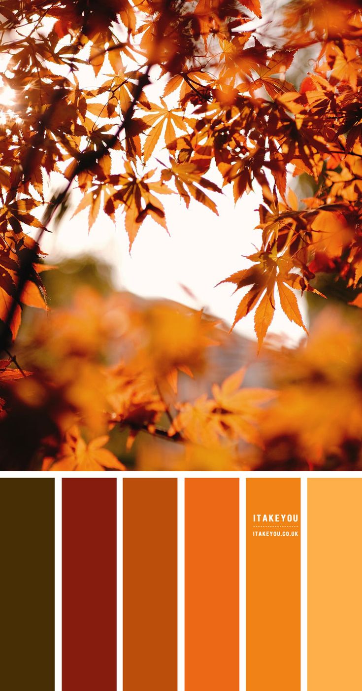 an orange and brown color scheme with leaves in the foreground, on top of each other