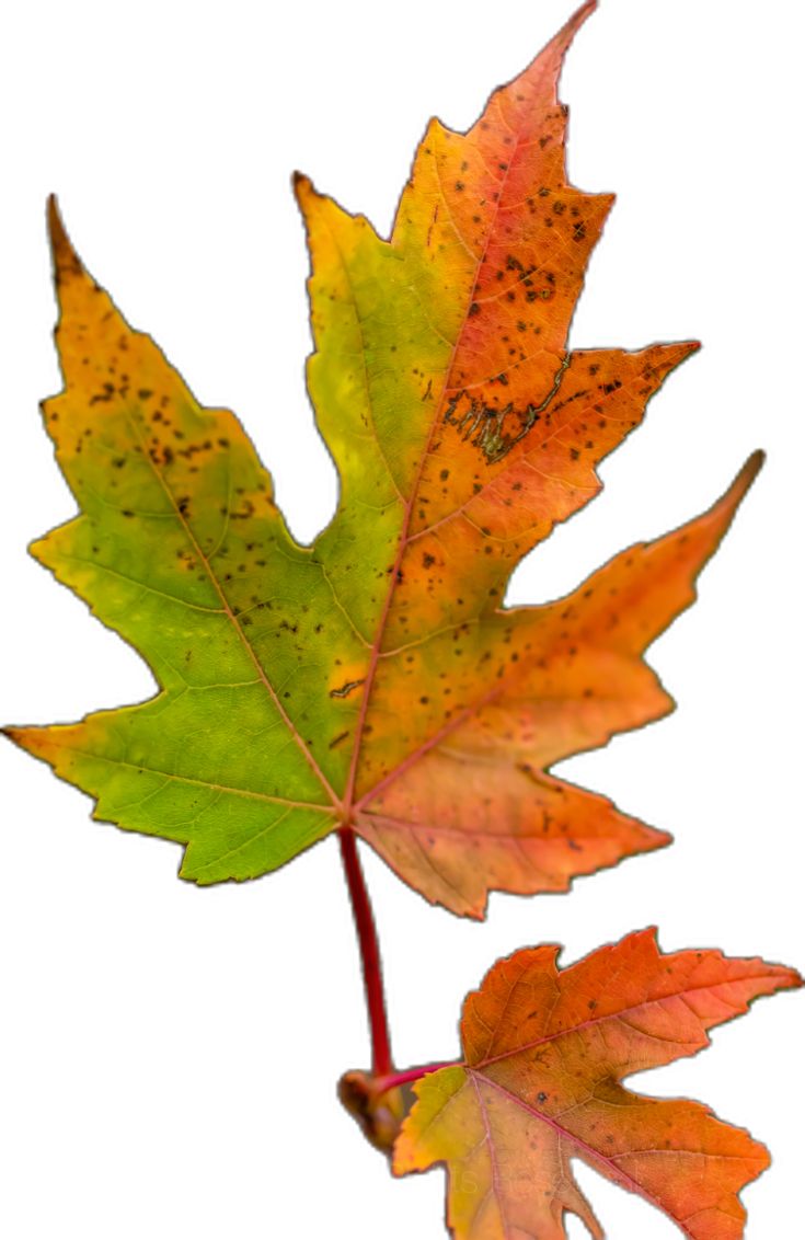 two autumn leaves are shown against a white background, one is orange and the other is green