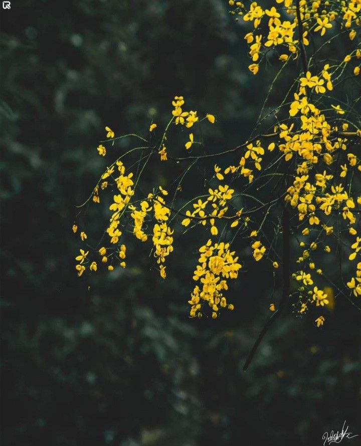 the yellow flowers are blooming on the tree branches in the forest with green leaves