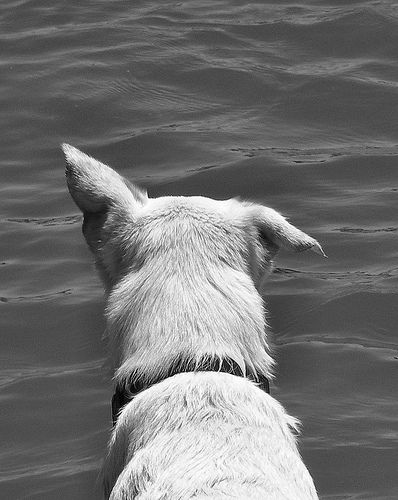 black and white photograph of a dog in the water looking at something off to the side