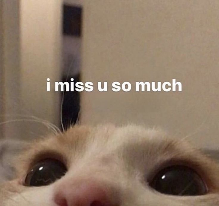 a close up of a cat with the words i miss u so much