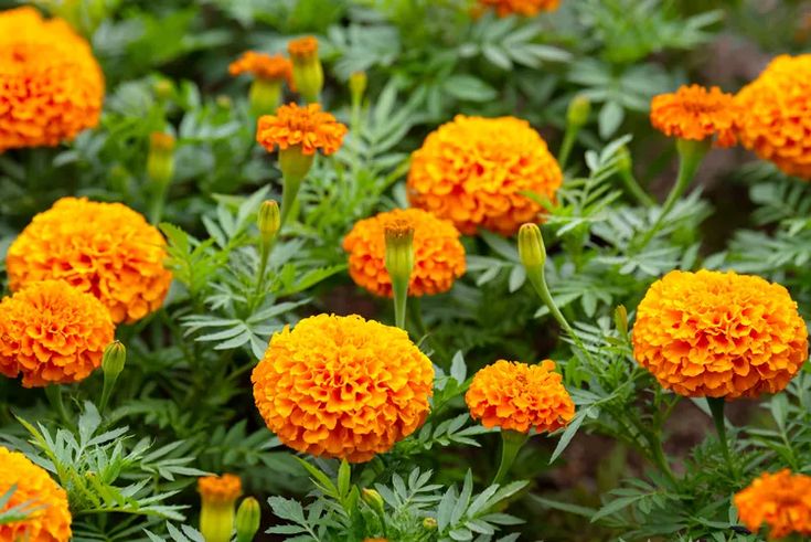 many orange flowers with green leaves in the foreground and one yellow flower on the far side