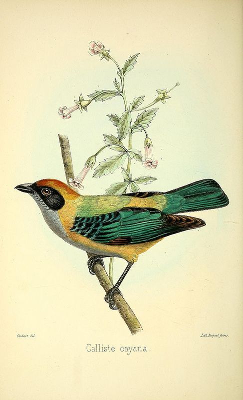 a colorful bird sitting on top of a tree branch next to a small white flower