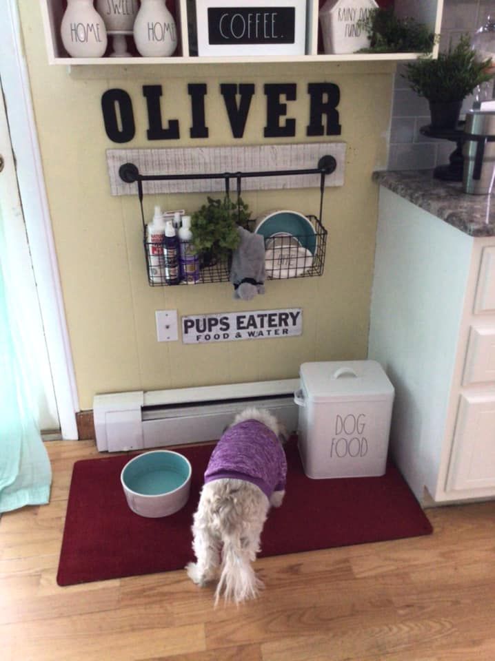 a small dog is standing in front of the door to his food and drink dispenser