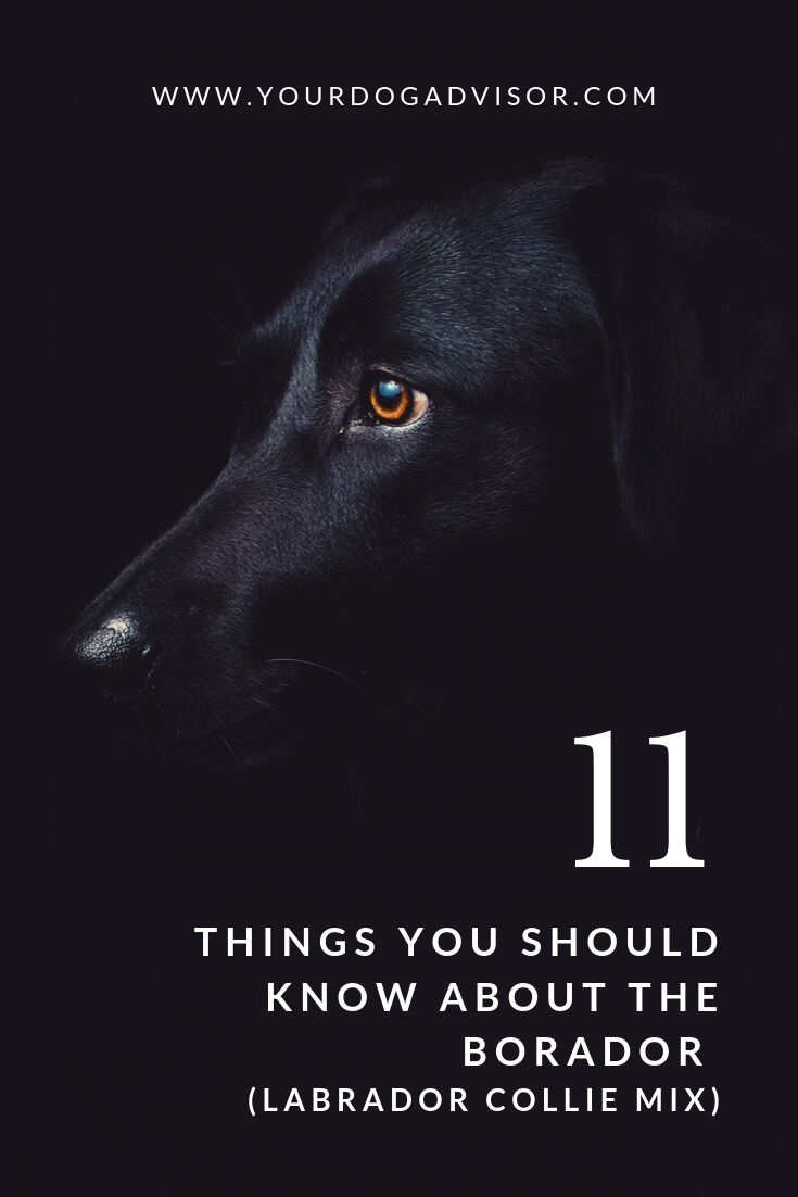 a black dog with the words 11 things you should know about the labrador collie mix