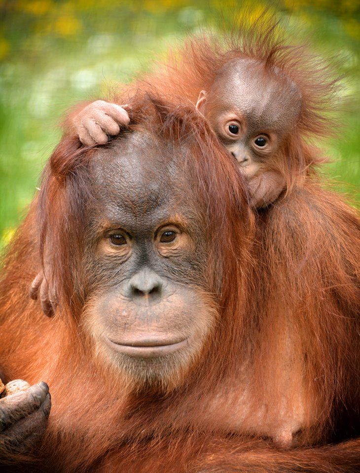 an adult oranguel holding the head of a baby orangue