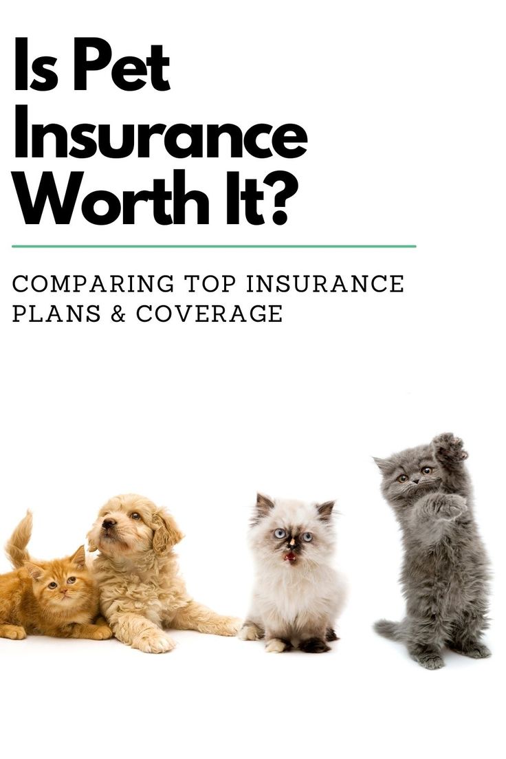 an advertisement for pet insurance worth it? with four cats and one dog sitting on the floor