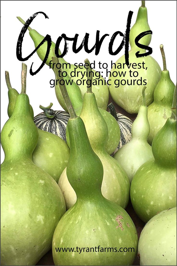 green gourds with the words gourds from seed to harvest, grow organic gourds