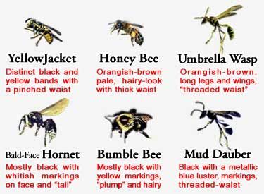 the different types of bees and their names