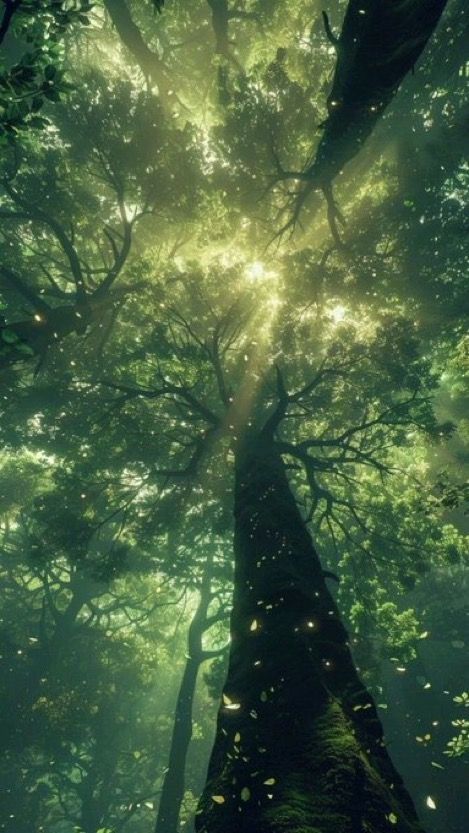 the sun shines through the canopy of a tree in a green, foggy forest