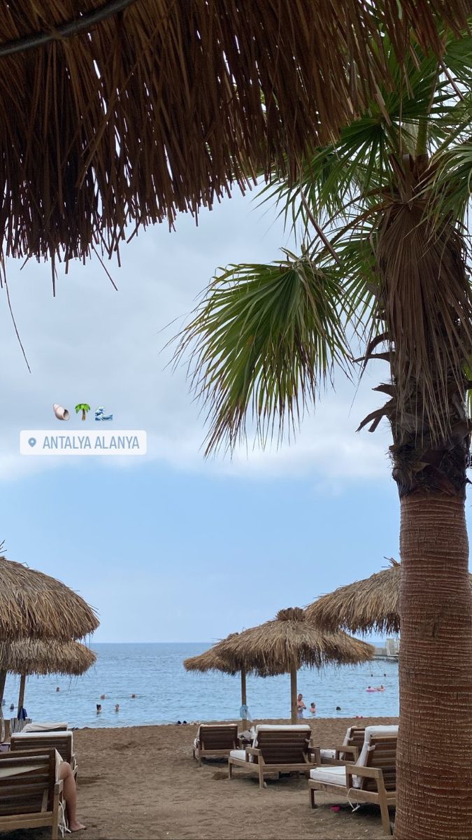 umbrellas and chairs on the beach under palm trees