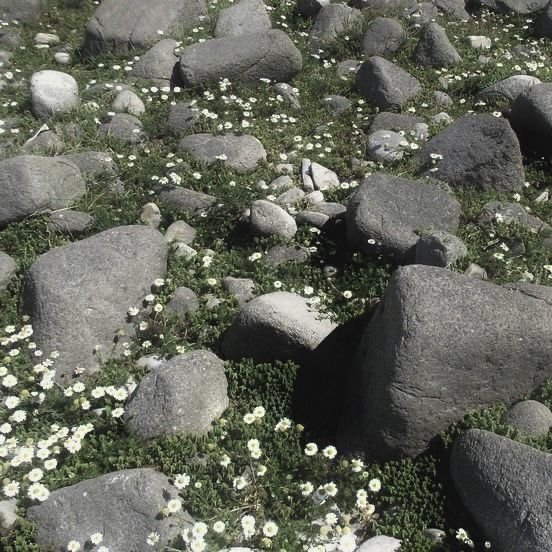 some rocks and flowers in the grass