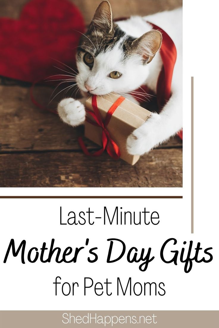 A white cat with brown tabby markings on it's head and ears is laying on a wooden surface with a red cut out heart beside it and a brown gift box in it's paws, chewing on the corner. The box is wrapped in red ribbon. Text announces 'last-minute Mother's Day gifts for pet moms'. Pet Moms Mothers Day Quotes, Cats Mothers Day, Animal Shirt Design, Pet Moms Mothers Day, Dog Mothers Day, Happy Mother’s Day To Cat Mom, Fur Mom, Pet Mom, Barnyard Animals