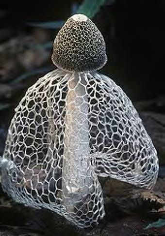 a large mushroom sitting on top of a rock covered in wire netted material with leaves around it