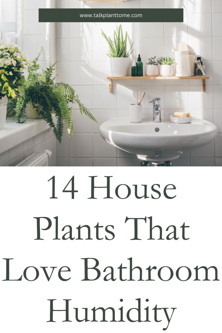 14 House Plants That Love Bathroom Humidity – | Talk Plant To Me | Indoor Bathroom Plants, Bathrooms With Plants Ideas, Shower Plants Bathroom, Indoor Plants For Bathroom, Humidity Plants, Inside House Plants, Plants That Love Shade, Bathroom Plant, Bathroom Plants Decor