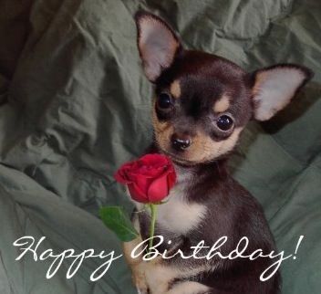 a small chihuahua dog holding a red rose in its mouth with the words happy birthday written on it