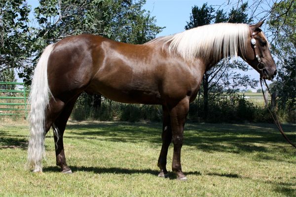 a brown and white horse standing on top of a grass covered field next to trees