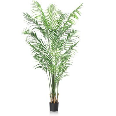 a potted palm tree in a black planter