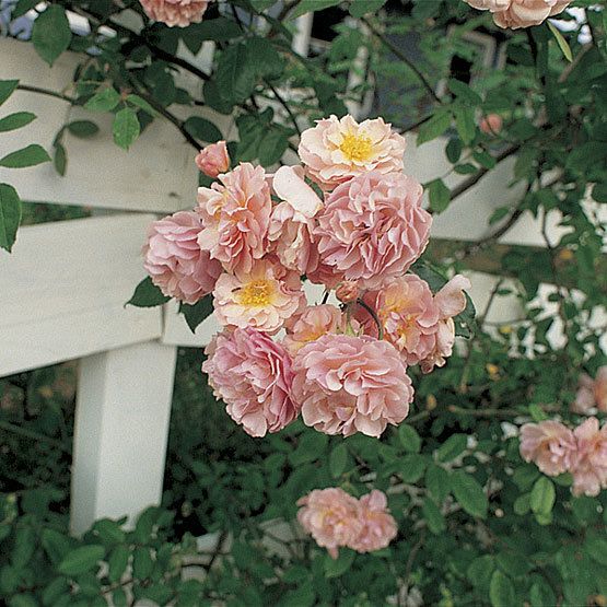 pink flowers growing on the side of a white fence