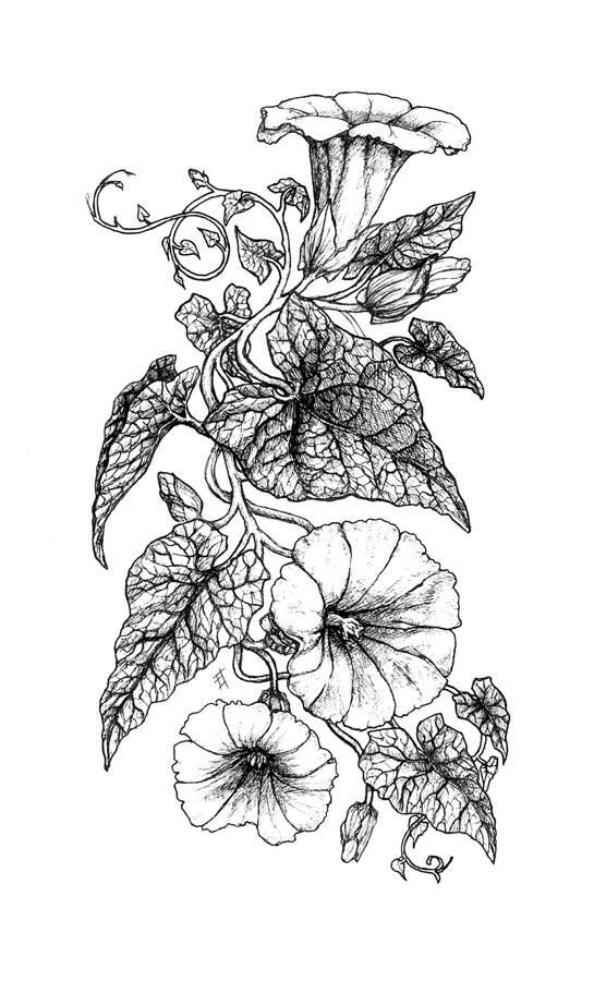 an ink drawing of flowers and leaves