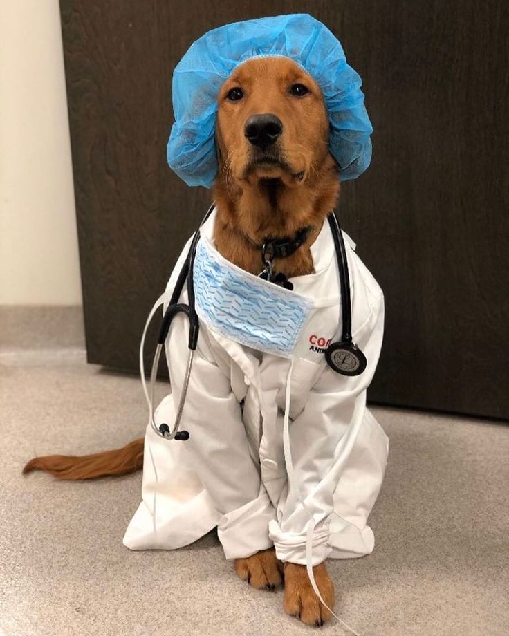 a dog wearing a doctor's outfit sitting on the floor