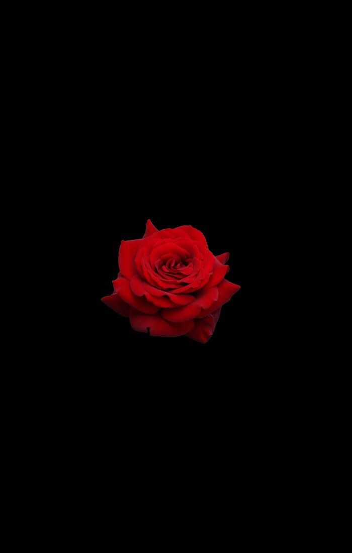 a single red rose on a black background