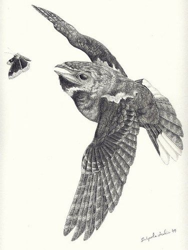 a pencil drawing of a bird flying next to a butterfly on a white paper background