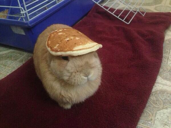 a hamster with a pancake on it's head