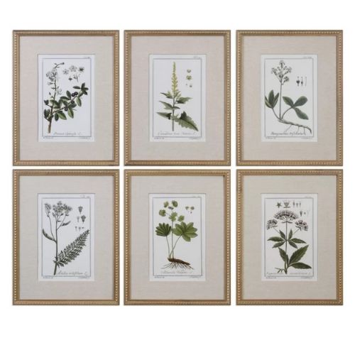 six framed botanical prints on white paper with gold trim, each featuring different types of flowers