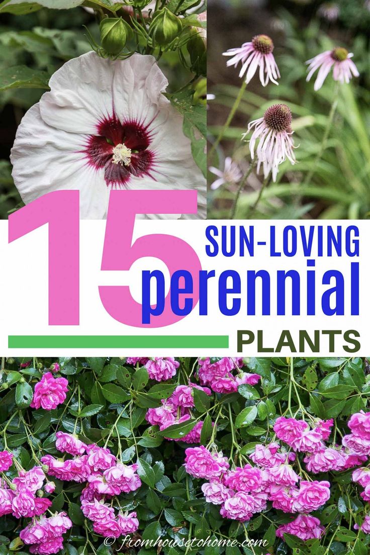 flowers with the words 15 sun - loving perennial plants on it and in front of them