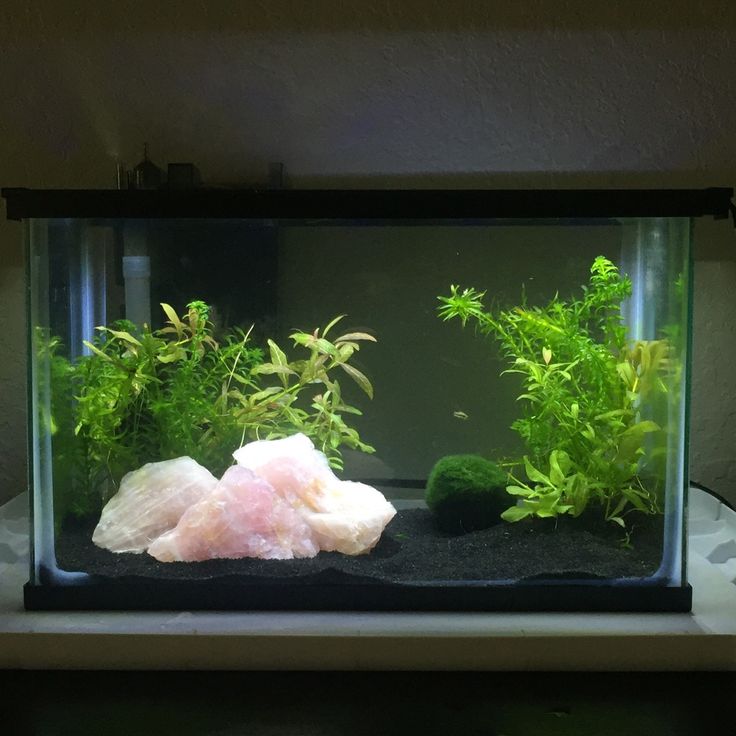 an aquarium with plants and rocks in it