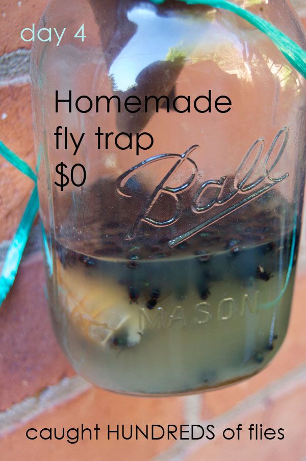 a mason jar with homemade fly trap in it hanging on a brick wall and tied to a green ribbon