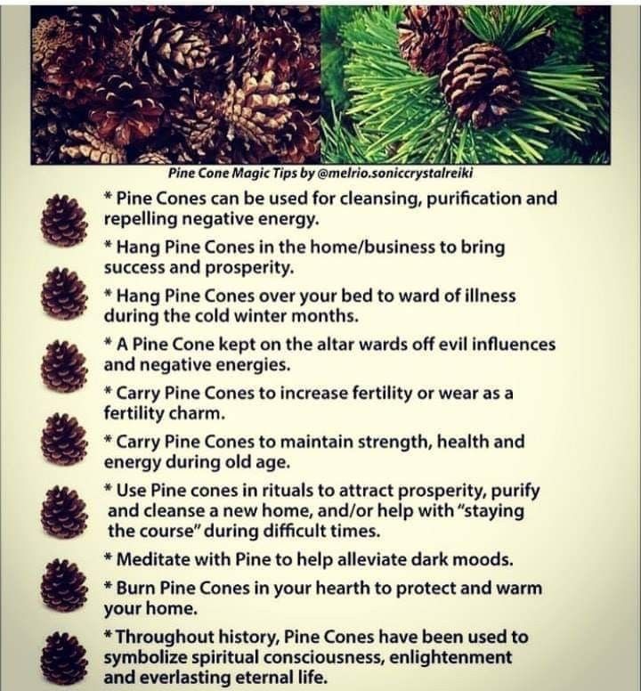 Pine Cones and their uses Diy Moon, Magickal Herbs, Green Witchcraft, Moon Water, Witch Tarot, Witch Spirituality, Magic Herbs, Magical Herbs, Eclectic Witch