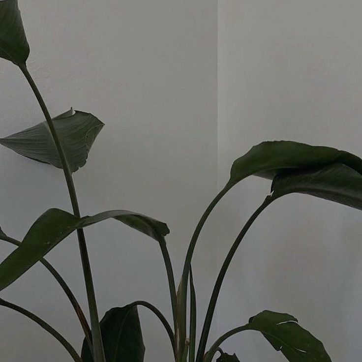 a black and white photo of a plant in the corner of a room with light coming from behind it