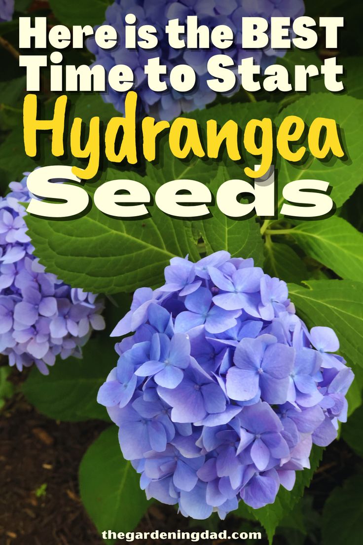 blue flowers with the words here is the best time to start hydrangea seeds