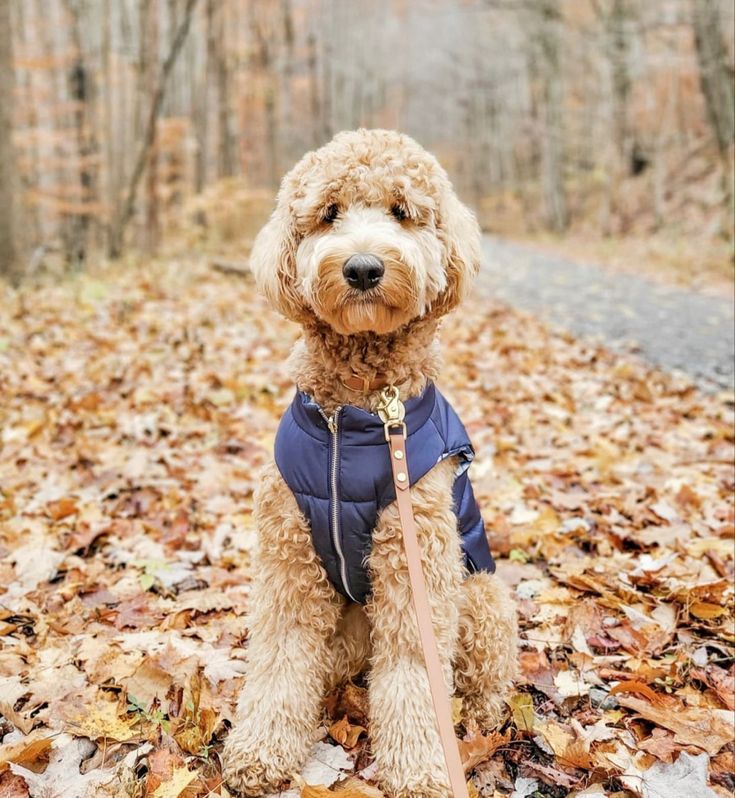 a brown dog wearing a blue jacket and leash sitting on leaves in the woods with trees behind it