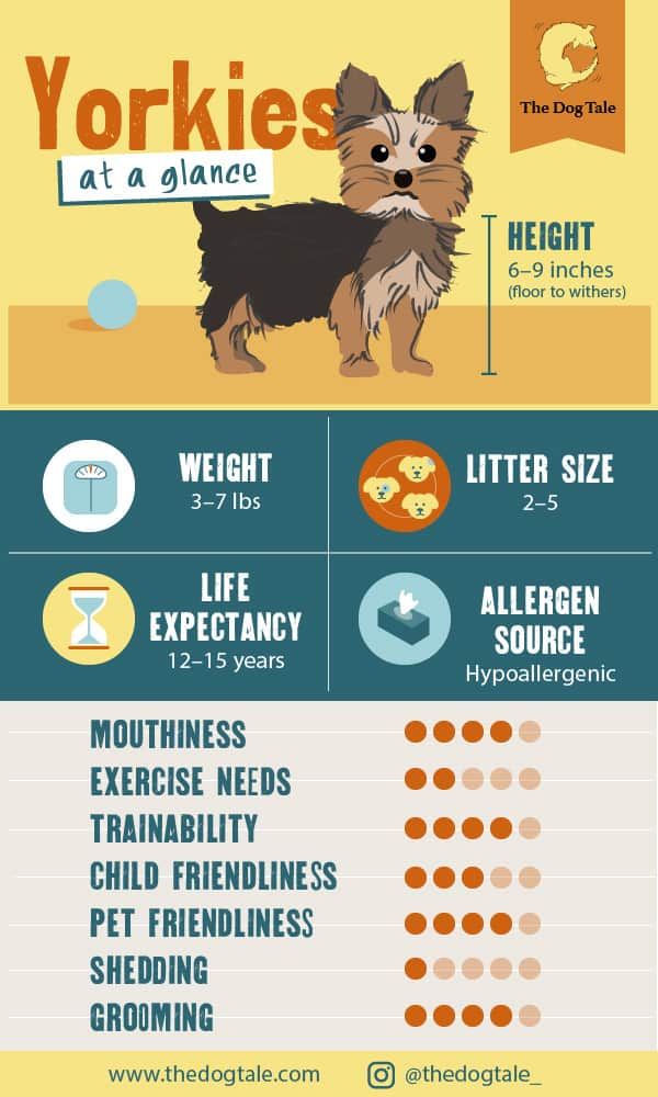 the yorkshire terrier is one of the most popular dogs in the world infographic