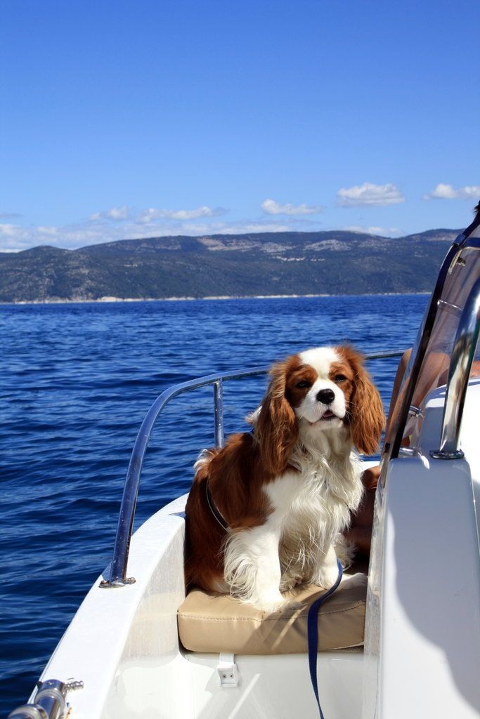 a brown and white dog sitting on top of a boat