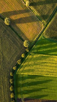 an aerial view of green fields with trees in the middle and one lone tree on the other side