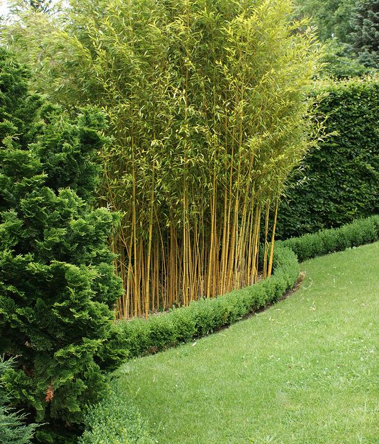 a tall bamboo tree in the middle of a garden