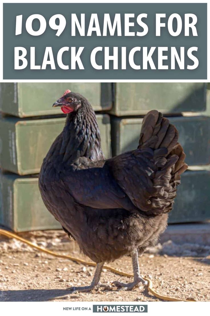 a black chicken standing in the dirt with text overlay that reads 10 names for black chickens