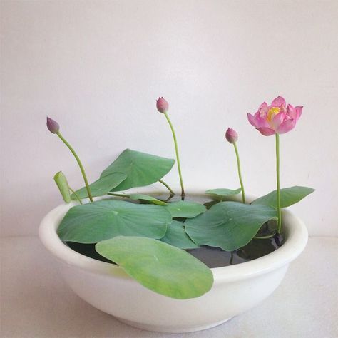 a white bowl filled with water and pink flowers