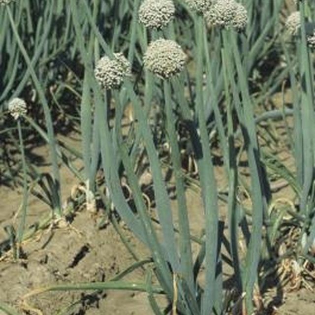 many green plants growing in the dirt