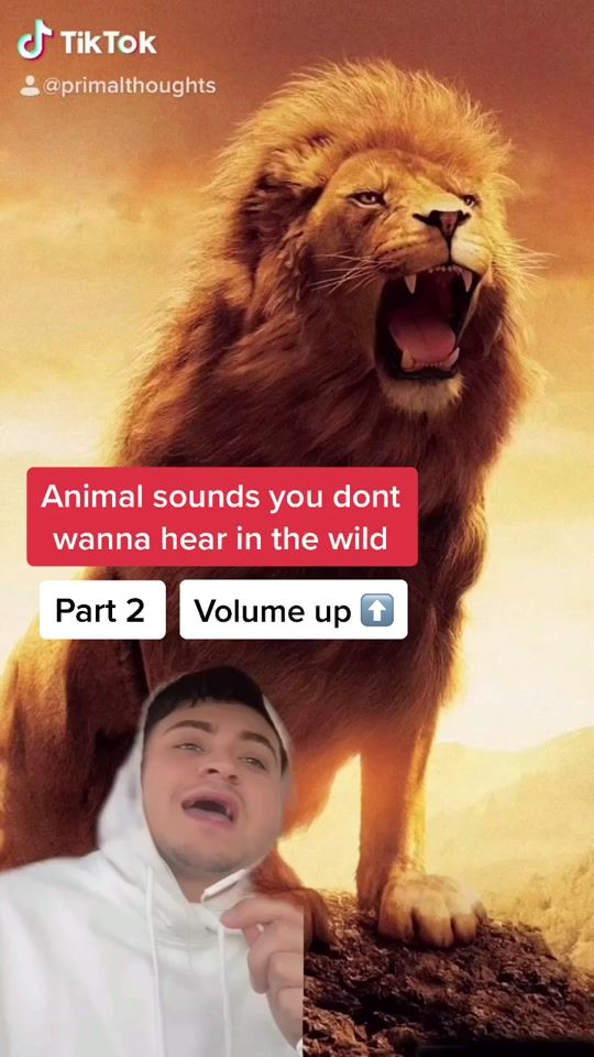 an animal sounds you don't wanna hear in the wild part 2 volume up