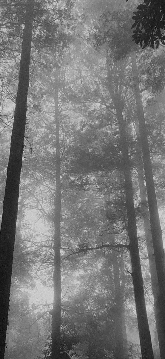 fog in the forest with tall trees