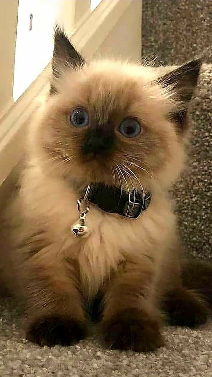 a cat with blue eyes sitting on the stairs