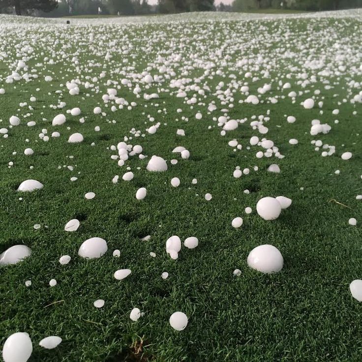 many white eggs are scattered on the grass