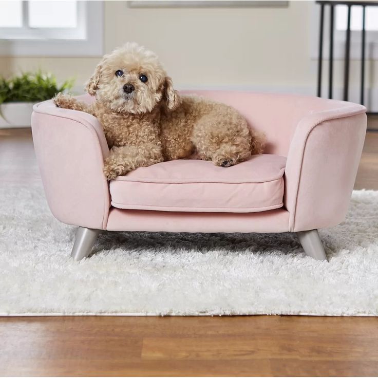 a small dog sitting on top of a pink chair in a living room next to a white rug